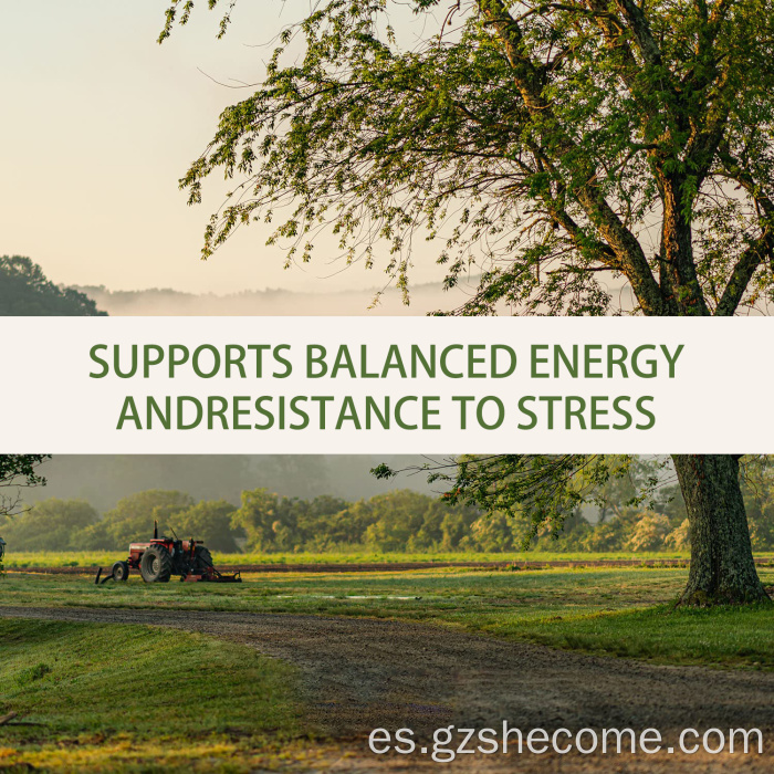 Ashwagandha Suplemento herbal Respuesta al estrés Soporte Duerme